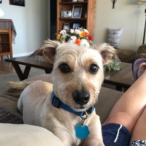 Meet your Posher, Dee dee